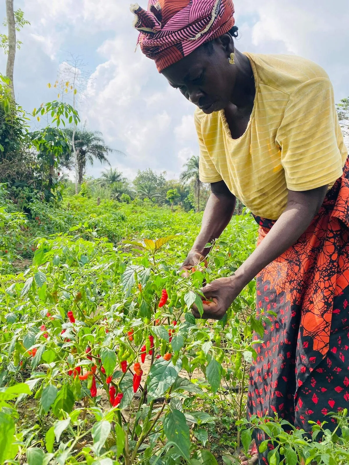 A woman picking small red peppers from a row of pepper plants.