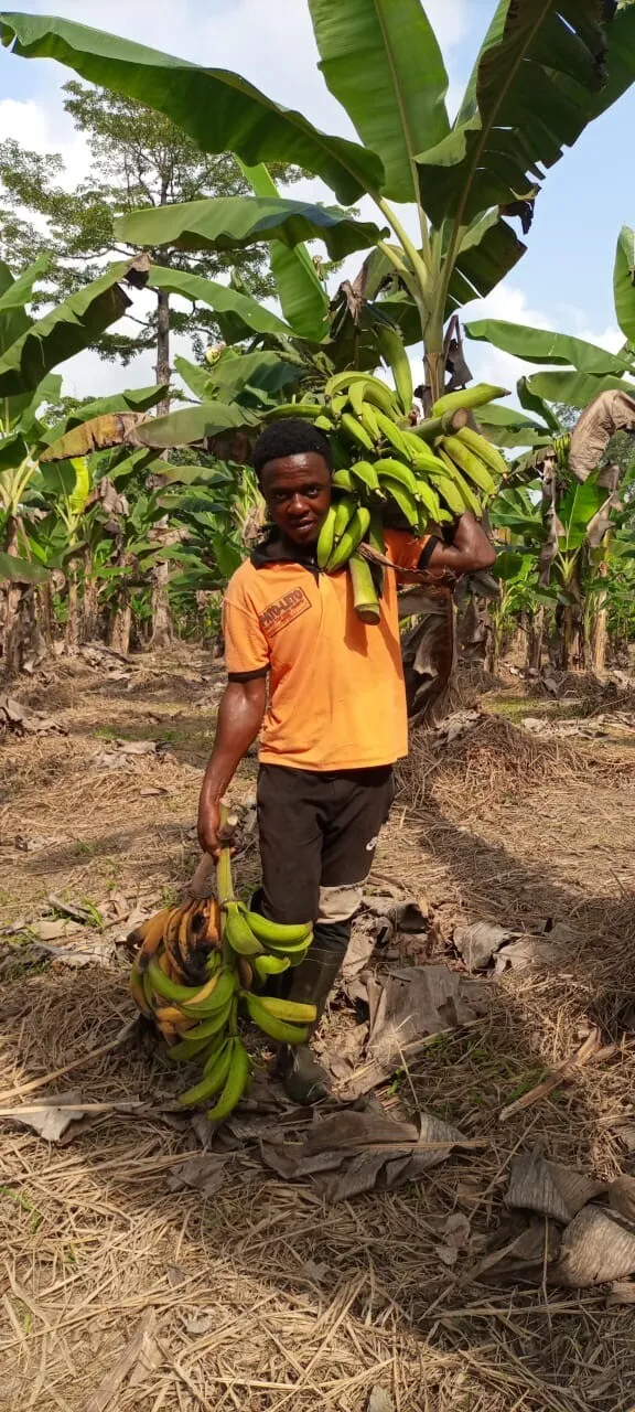 A man carrying two heavy bunches of harvested plantains, one under each arm.
