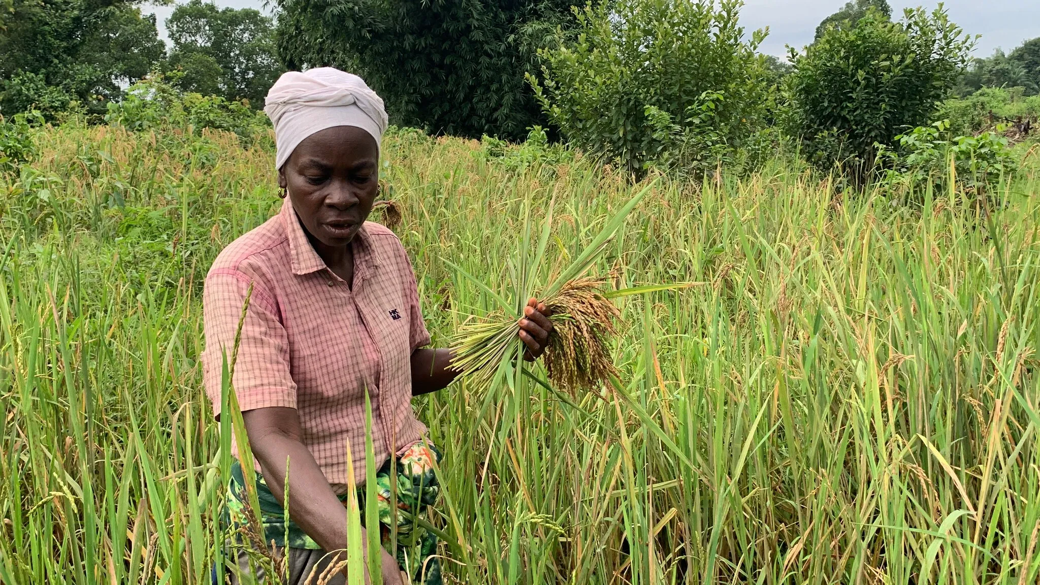 A woman in a headwrap standing in a rice field, holding up a fistful of ripe rice heads.