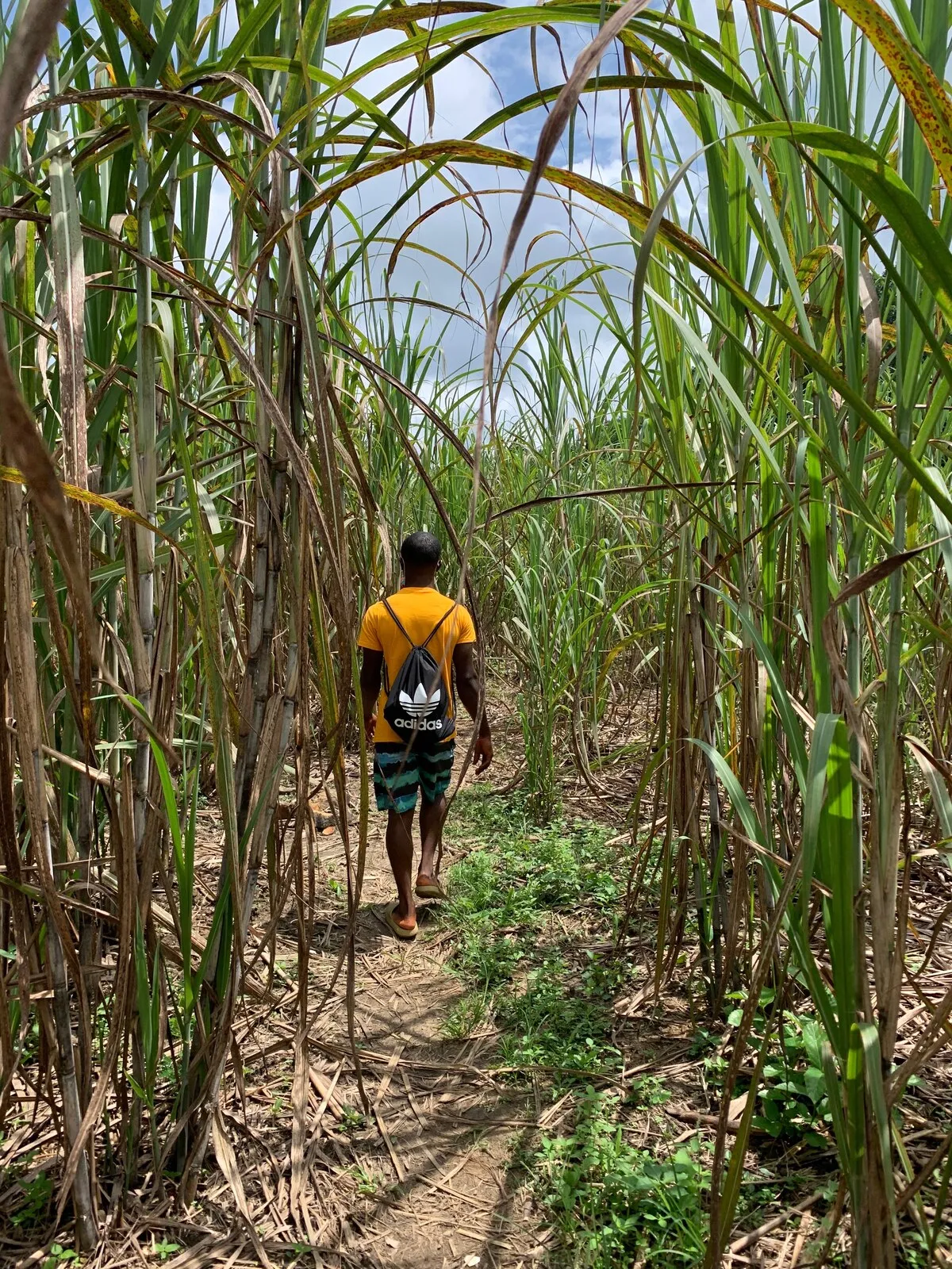 A man walking a narrow path through tall sugarcane that stands well above his head.