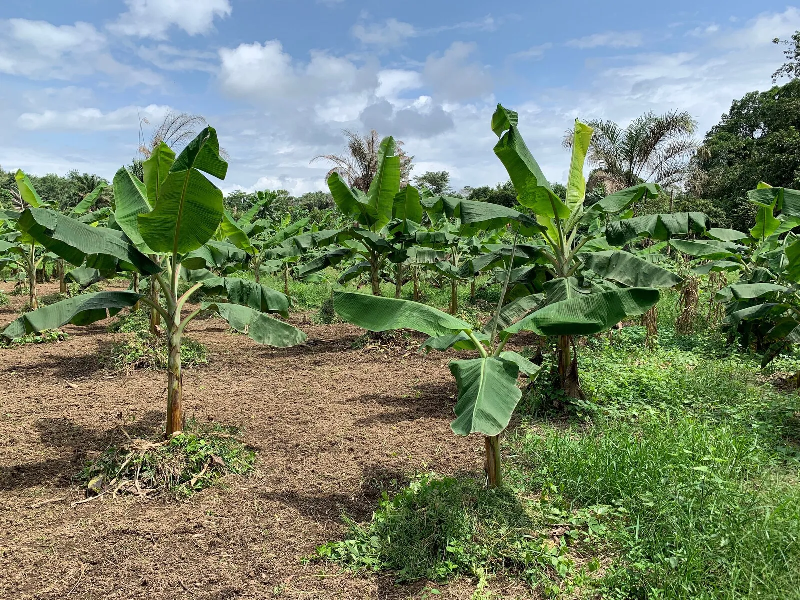 Rows of young plantain plants on cleared red ground, with palms and bush behind them.
